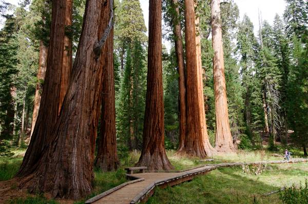 Sequoia and Kings Canyon National Parks & Crystal Cave (10/14/2011 - Credits: "Sequoia - Kings Canyon Oct 2011" by Curt Mills (CC BY-NC 2.0)[https://creativecommons.org/licenses/by-nc/2.0/legalcode]https://www.flickr.com/photos/millsjpg/)
