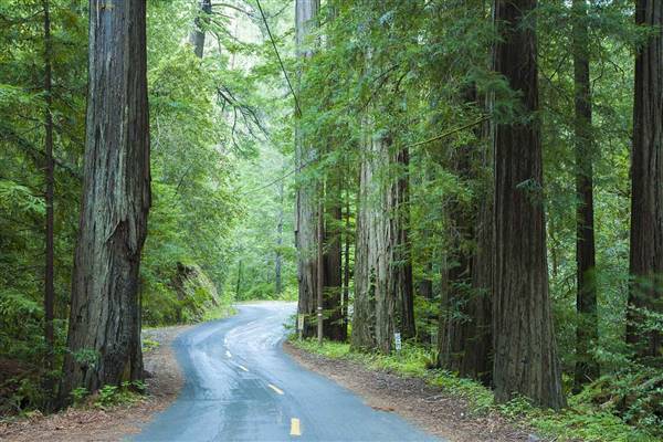 Mailliard Redwoods State Natural Reserve (SNR) (8/3/2016 - Credits: Photo courtesy of David Baselt)