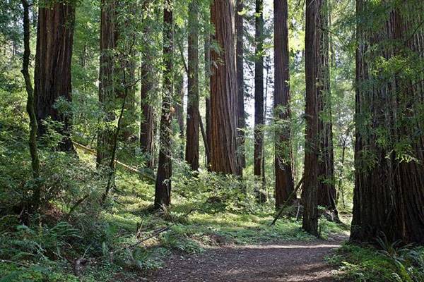 John B. Dewitt Redwoods State National Reserve (SNR) (8/4/2016 - Credits: Photograph courtesy of David Baselt | http://www.redwoodhikes.com/Dewitt/Dewitt.html)