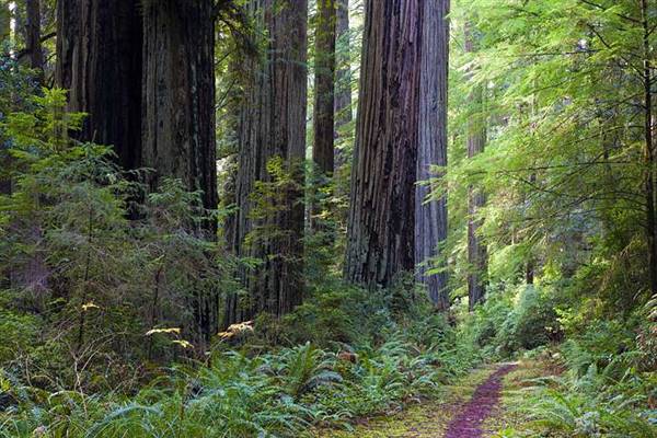 Del Norte Coast Redwoods State Park (SP) within the Redwood National and State Parks (8/4/2016 - Credits: Photograph courtesy of David Baselt - http://www.redwoodhikes.com/DelNorte/DelNorte.html)