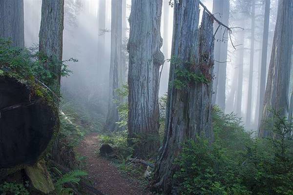 Del Norte Coast Redwoods State Park (SP) within the Redwood National and State Parks (8/4/2016 - Credits: Photograph courtesy of David Baselt - http://www.redwoodhikes.com/DelNorte/DelNorte.html)