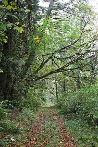 Del Norte Coast Redwoods State Park (SP) within the Redwood National and State Parks (8/4/2016 - Credits: Photograph courtesy of David Baselt - http://www.redwoodhikes.com/DelNorte/DelNorte.html)