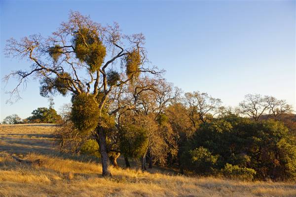 Henry W. Coe State Park (SP) (12/4/2011 - Credits: "2011-12-04 Morgan Hill, Henry W. Coe State Wilderness Park 048.jpg" by Allie Caulfield (CC BY 2.0)[https://creativecommons.org/licenses/by/2.0/legalcode]https://www.flickr.com/photos/wm_archiv/)