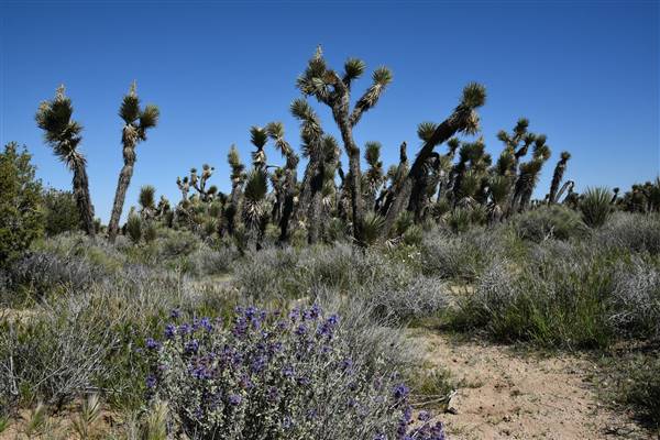 Arthur B. Ripley Desert Woodland State Park (SP) (3/26/2016 - Credits: "DSC_7277" by Kent MacElwee (CC BY-NC-ND 2.0)[https://creativecommons.org/licenses/by-nc-nd/2.0/legalcode]https://www.flickr.com/photos/kmacelwee/)
