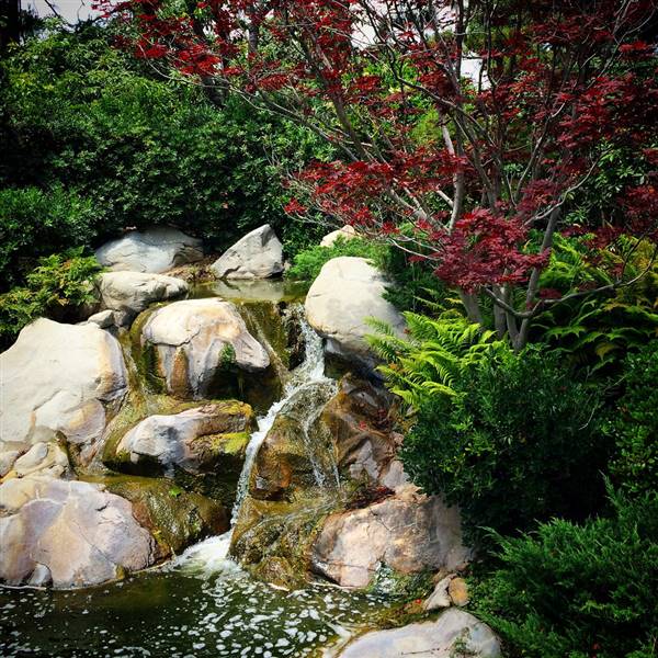 Earl Burns Miller Japanese Garden - California State University Long Beach - CSULB (5/15/2016 - Credits: "Untitled" by Sergei Gussev (CC BY 2.0)[https://creativecommons.org/licenses/by/2.0/legalcode]https://www.flickr.com/photos/sergeigussev/)