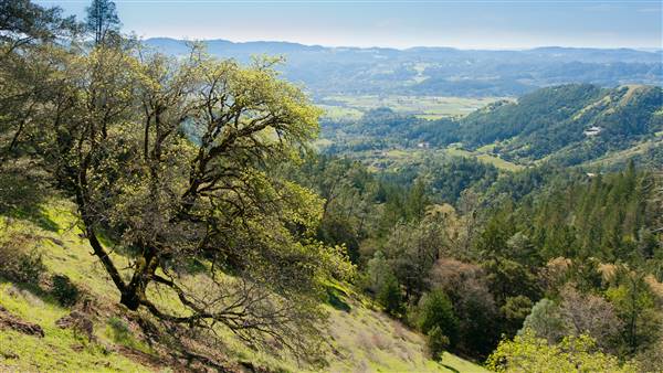 Robert Louis Stevenson State Park (SP) (2/14/2015 - Credits: "View from Palisades Trail1" by Harminder Dhesi (CC BY-NC-ND 2.0)[https://creativecommons.org/licenses/by-nc-nd/2.0/legalcode] https://www.flickr.com/photos/harmyd/)