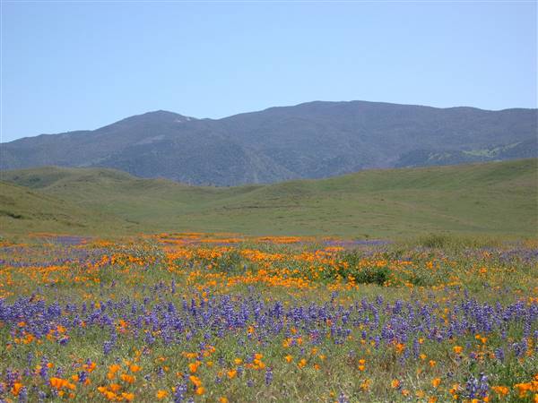 Carrizo Plain National Monument (4/1/2005 - Credits: "Carrizo Plain NM" by Bob Wick, BLM (CC BY 2.0)[https://creativecommons.org/licenses/by/2.0/legalcode]https://www.flickr.com/photos/mypubliclands/)