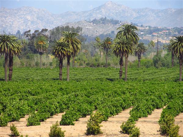 California Citrus State Historic Park (SHP) (3/24/2013 - Credits: "California Citrus State Historic Park" by Flickr User: Jasperdo (CC BY-NC-ND 2.0)[https://creativecommons.org/licenses/by-nc-nd/2.0/legalcode]https://www.flickr.com/photos/mytravelphotos/)