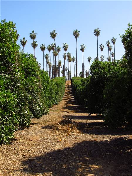 California Citrus State Historic Park (SHP) (3/24/2013 - Credits: "California Citrus State Historic Park" by Flickr User: Jasperdo (CC BY-NC-ND 2.0)[https://creativecommons.org/licenses/by-nc-nd/2.0/legalcode]https://www.flickr.com/photos/mytravelphotos/)