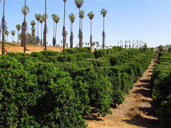 California Citrus State Historic Park (SHP) (3/24/2013 - Credits: "California Citrus State Historic Park" by Flickr User: Jasperdo (CC BY-NC-ND 2.0)[https://creativecommons.org/licenses/by-nc-nd/2.0/legalcode]https://www.flickr.com/photos/mytravelphotos/)