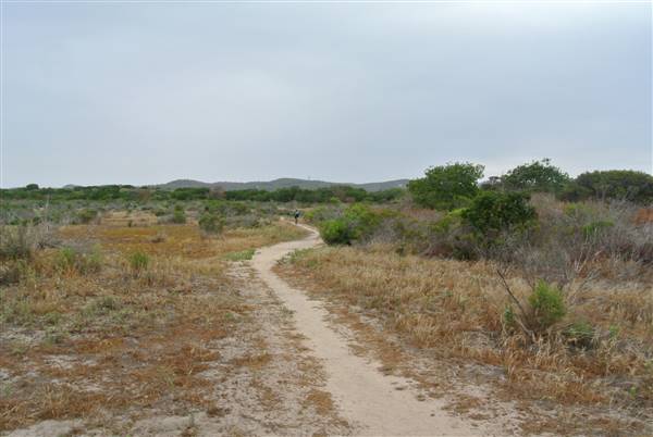Burton Mesa Ecological Reserve - California Department of Fish & Wildlife (CDFW) (7/14/2014 - Credits: "Burton Mesa 091" by Janice Mackey for CDFW (CC BY 2.0)[https://creativecommons.org/licenses/by/2.0/legalcode] https://www.flickr.com/photos/californiadfg/)