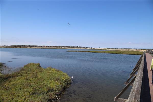 Bolsa Chica Ecological Reserve - California Department of Fish & Wildlife (CDFW) (10/18/2016 - Credits: Photo courtesy of Kris Bunting)