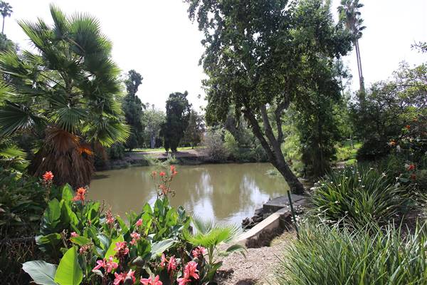 Los Angeles County Arboretum (11/3/2016 - Credits: Photo courtesy of Kris Bunting)