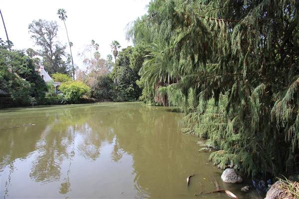 Los Angeles County Arboretum (11/3/2016 - Credits: Photo courtesy of Kris Bunting)
