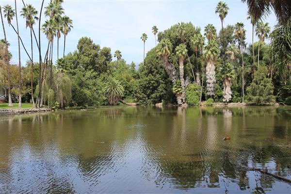 Los Angeles County Arboretum (11/3/2016 - Credits: Photo courtesy of Kris Bunting)