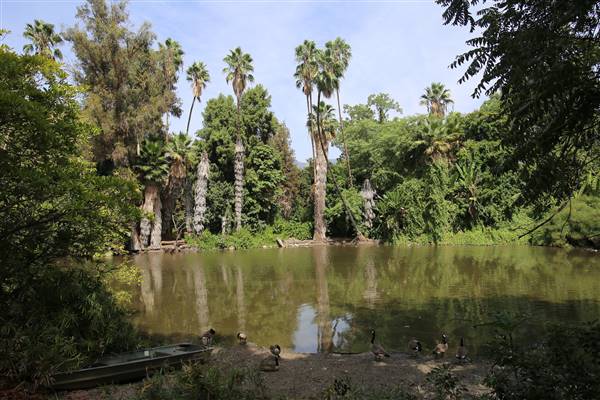Los Angeles County Arboretum (11/3/2016 - Credits: Photo courtesy of Kris Bunting)
