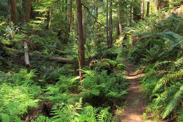 Russian Gulch State Park (SP) / Russian Gulch Bridge - Highway 1 - South Trail - One of the least traveled but accessable from mouth of Fern Canyon Trail. Has gullies filled with lush ferns, old redwood trees, and fallen logs. Far in, it eventually leads west toward a grove of dead Douglas Fir trees and then connects with South Headland Trail. (4/22/2018 - Credits: Kellen Lim)