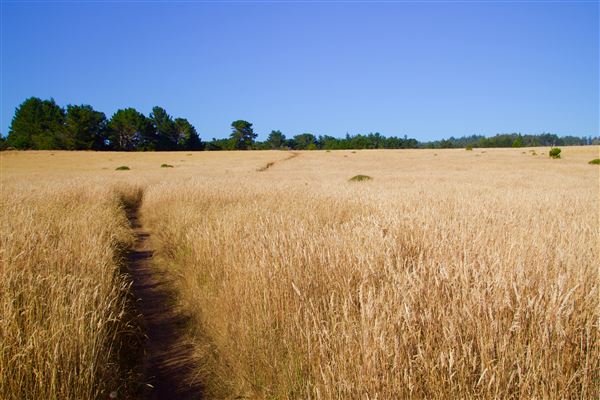 Van Damme State Park (SP) / Beach / Pygmy Forest / Fern Canyon Trail / Spring Ranch Trail - Spring Ranch Trail (7/22/2017 - Credits: Kellen Lim)