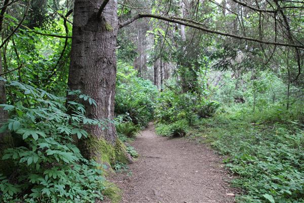 Jug Handle State Natural Reserve (SNR) (7/8/2017 - Credits: Kellen Lim)