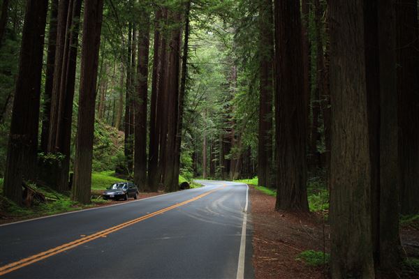 Navarro River Redwoods State Park (SP) (5/15/2018 - Credits: Kellen Lim)