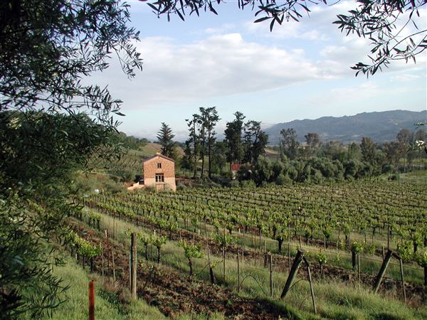 Blue Rock Vineyard (7/25/2018)