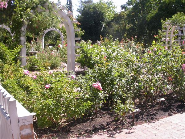 Luther Burbank Home & Gardens (7/25/2018)