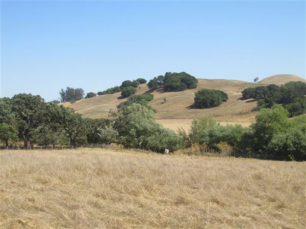 Maffia Dairy Ranch (7/25/2018)