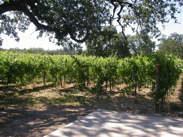 Olivet Grange Vineyard (7/25/2018)