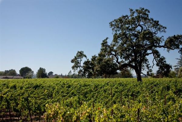 Olivet Grange Vineyard (7/25/2018)