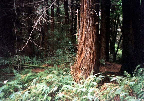 Pomo Canyon (Sonoma Coast State Park) (7/25/2018)