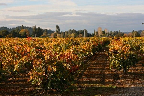 The Russian River Rose Company (7/25/2018)
