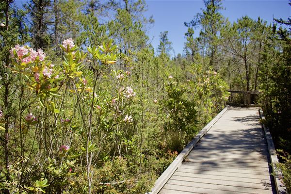Van Damme State Park (SP) / Beach / Pygmy Forest / Fern Canyon Trail / Spring Ranch Trail - Pygmy Forest (6/1/2018 - Credits: Kellen Lim)