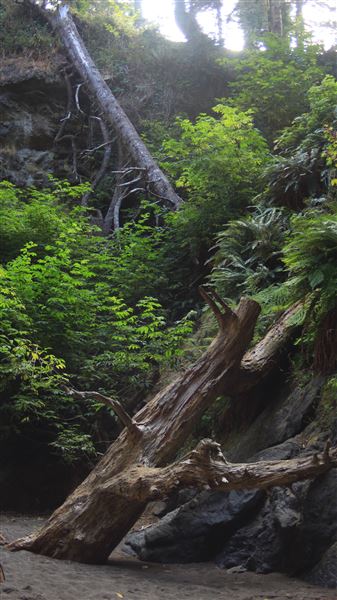 Little River Blowhole Trail - Little River - Blowhole Trail (8/6/2018 - Credits: Kellen Lim)
