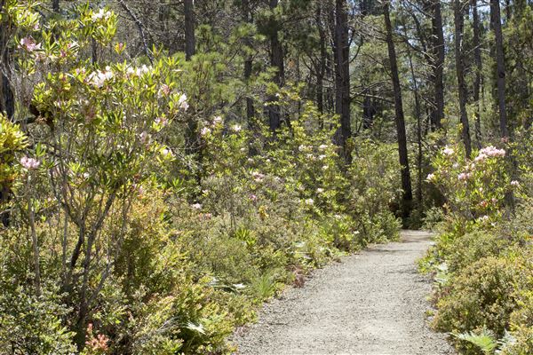 Van Damme State Park (SP) / Beach / Pygmy Forest / Fern Canyon Trail / Spring Ranch Trail - Fern Canyon Trail, way back to loop junction after 2 miles; blossoming rhododendrons (6/1/2018 - Credits: Kellen Lim)