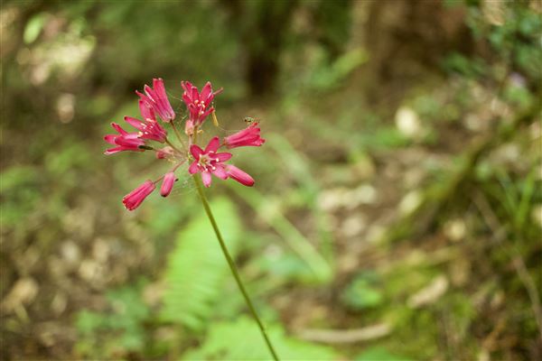 Van Damme State Park (SP) / Beach / Pygmy Forest / Fern Canyon Trail / Spring Ranch Trail - Local fauna. (6/2/2018 - Credits: Kellen Lim)