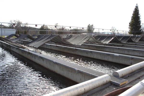 Coleman National Fish Hatchery (7/1/2018 - Credits: Film Shasta)