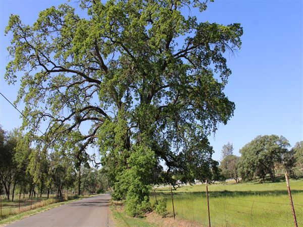 Sicard Flat (4/11/2022)