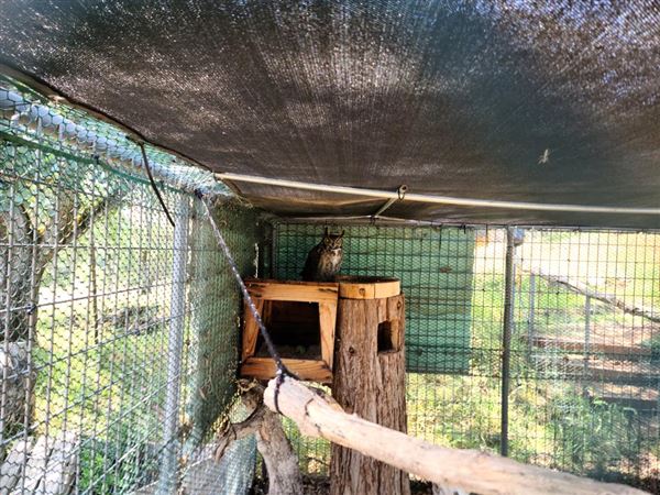West Coast Falconry (4/11/2022 - Credits: Yuba Sutter Film Commission)