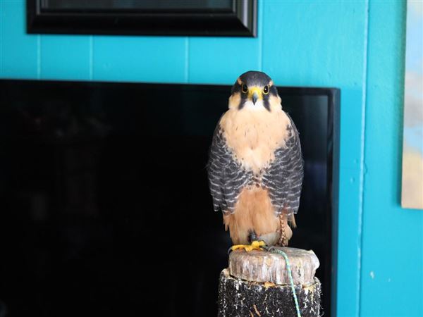 West Coast Falconry (4/11/2022 - Credits: Yuba Sutter Film Commission)