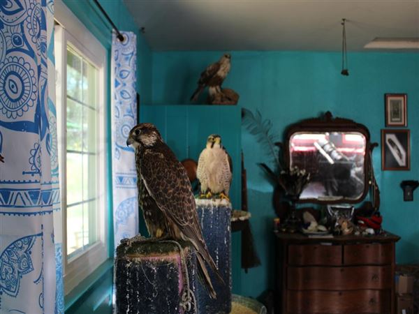 West Coast Falconry (4/11/2022 - Credits: Yuba Sutter Film Commission)