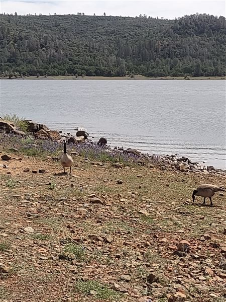 Collins Lake (4/11/2022 - Credits: Yuba Sutter Film Commission)