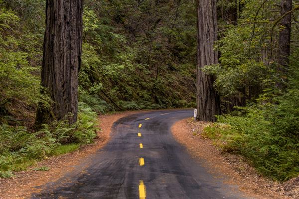 Mailliard Redwoods State Natural Reserve (SNR) (9/18/2017 - Credits: Brian Baer)