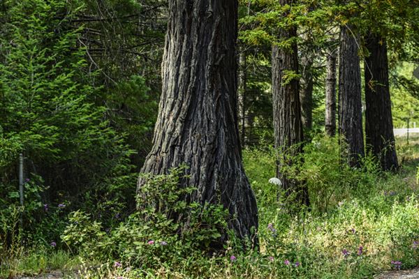Reynolds Wayside Campground State Park (SP) (6/26/2015 - Credits: Brian Baer)