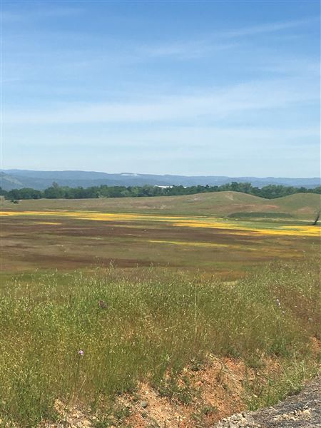 Oroville Wildlife Area - California Department of Fish & Wildlife (CDFW) (9/16/2022 3:03:32 PM - Credits: Provided by Area Manager AJ Dill with CDFW)