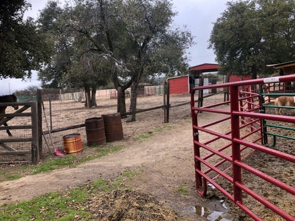 Red Thorne Ranch / The Barn Loft / Mini Petting Zoo (3/23/2023 - Credits: Amber Thorne)