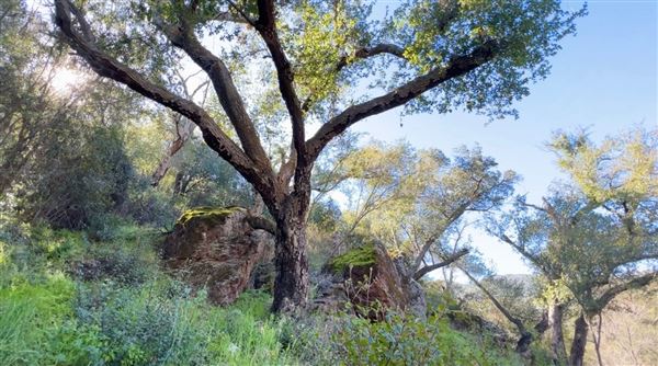 Canyon Ranch (4/3/2023 - Credits: Provided by Julie Hoffman)