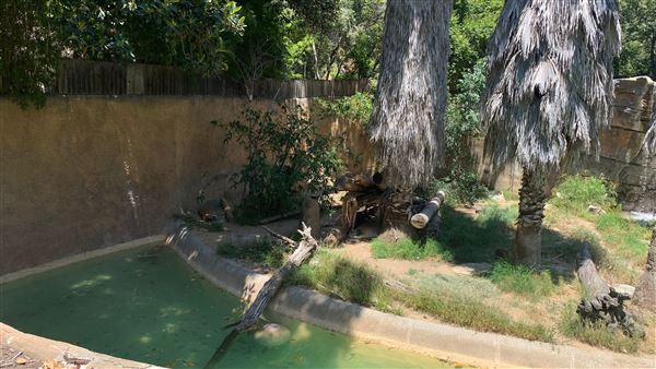 Los Angeles Zoo & Botanical Gardens - LA Zoo (6/25/2023 - Credits: Brandy Davis)