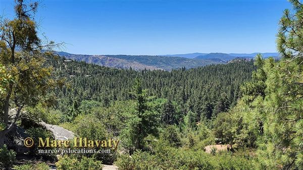 Idyllwild Nature Center - Forest (7/5/2023 - Credits: Marc Hlavaty)
