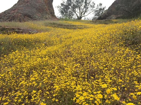 Pinnacles National Park - NPS - Goldfields (3/24/2017 - Credits: NPS/Cindy Martinez)