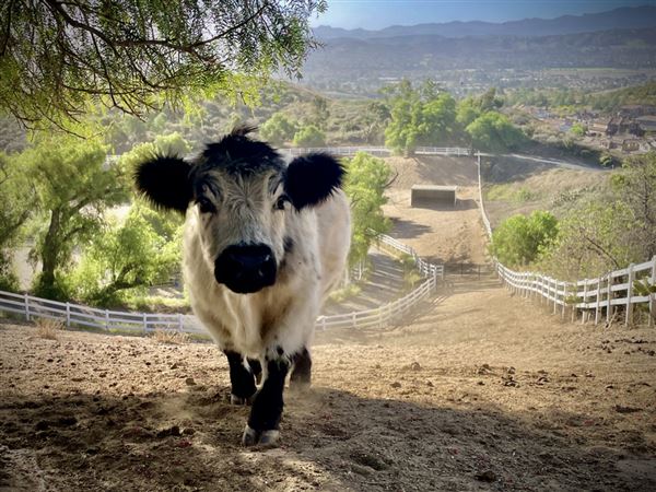 Moorheart Farm (12/14/2023 - Credits: Chris Barrett)